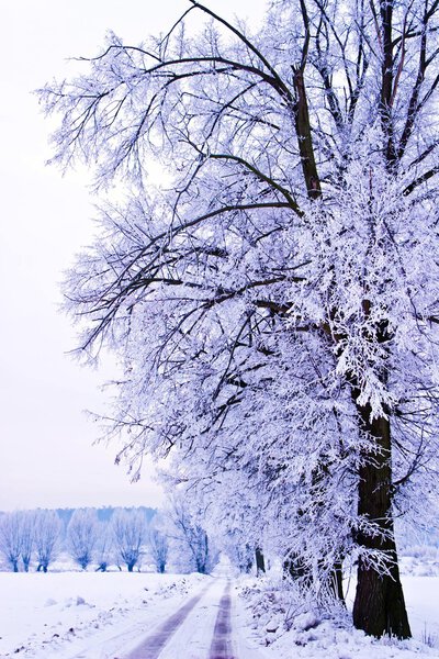 Frozen tree on winter field and blue sky, winter tree