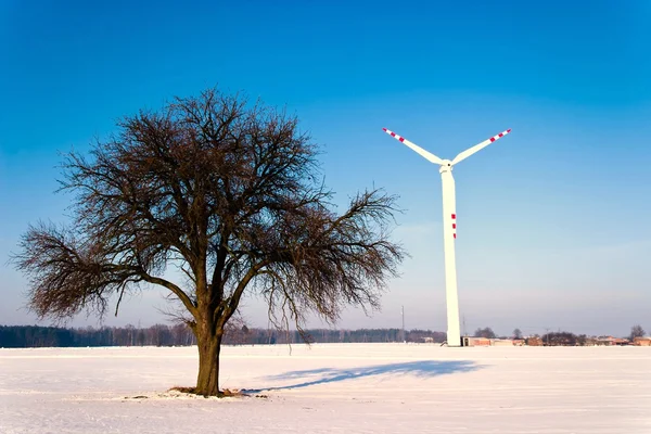 Gamla Stora Träd Färg Bakgrund Med Blå Himmel — Stockfoto
