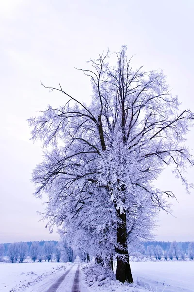 Замерзшее Дерево Зимнем Поле Голубое Небо Зимняя Елка — стоковое фото