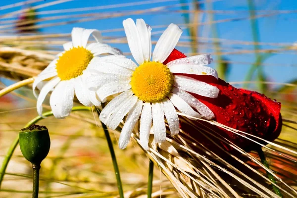 Blommor Colorfull Bakgrund Makro Foto — Stockfoto