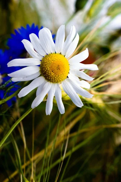 Blommor Colorfull Bakgrund Makro Foto — Stockfoto