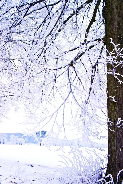 冷凍木冬フィールドと青空 冬の木 — ストック写真