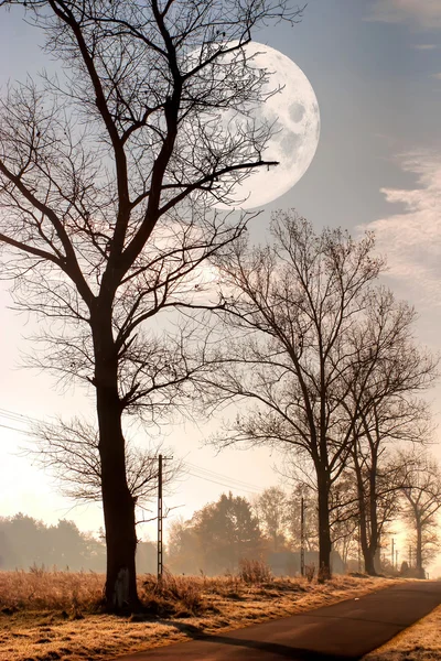 Уникальный Пейзаж Молодого Серого Леса Ярко Голубым Небом — стоковое фото