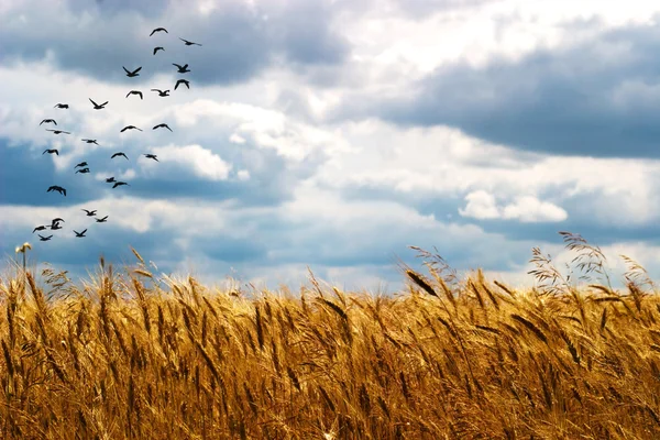 stock image green spring grains, close up of yellow wheat ears on the field