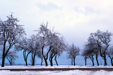 kış, ağaçlar