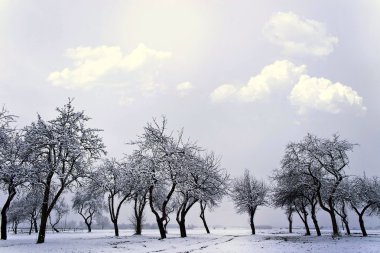 genç gri orman parlak mavi gökyüzü ile kış manzarası
