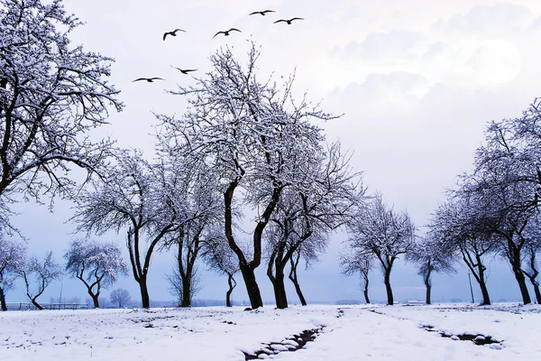 明るく青い空と若い灰色の森林の冬の風景 — ストック写真