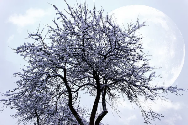 Paysage Hivernal Jeune Forêt Grise Ciel Bleu Vif — Photo