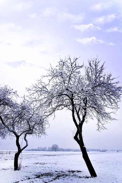 明るく青い空と若い灰色の森林の冬の風景 — ストック写真