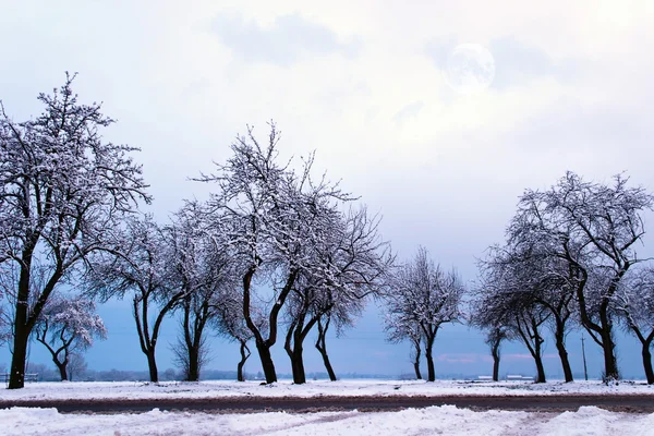 Træer om vinteren - Stock-foto