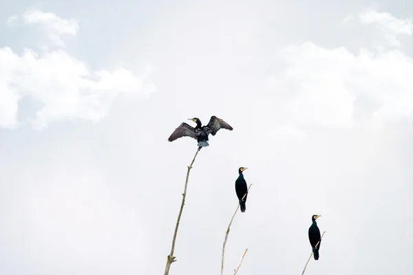 Дикие Птицы Дереве Возле Озера Самалл — стоковое фото
