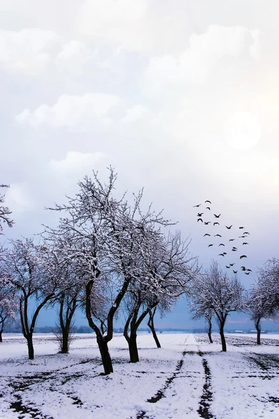 冬天的树 — 图库照片