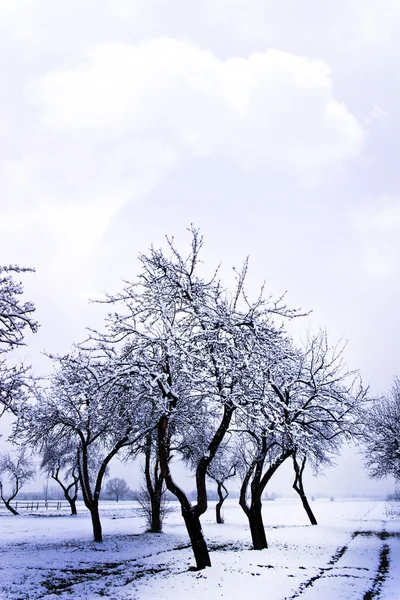 Trees in winter — Stock Photo, Image