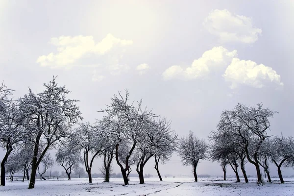 Paesaggio Invernale Giovane Foresta Grigia Con Cielo Blu Brillante — Foto Stock