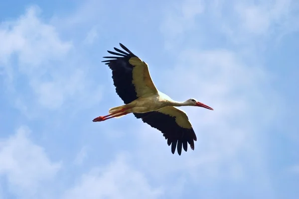 Gökyüzü Samall Gölü Yakınlarında Üzerinde Uçan Yabani Kuşlar — Stok fotoğraf