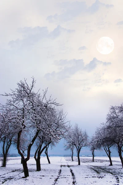 Starý Velký Strom Barevném Pozadí Modrým Nebem — Stock fotografie