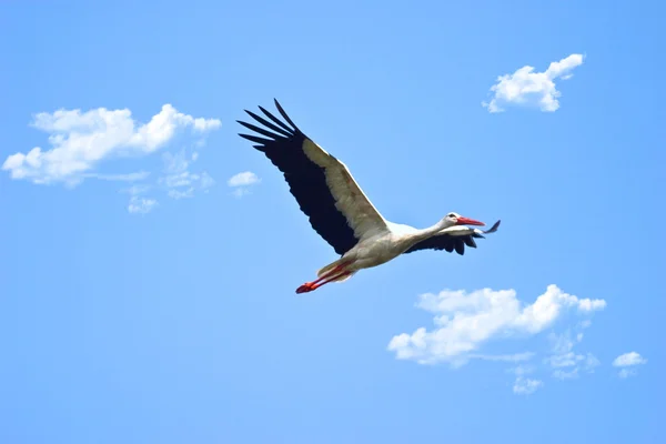 Volant Des Oiseaux Sauvages Sur Ciel Près Lac Samall — Photo