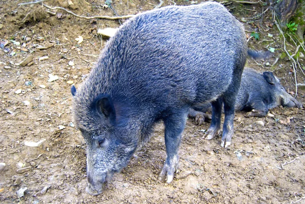 猪 — ストック写真