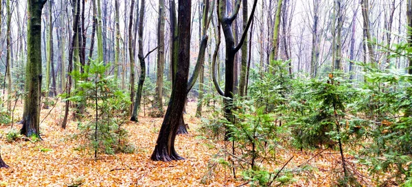 Осінній Пейзаж Молодого Сірого Лісу Яскравим Блакитним Небом — стокове фото