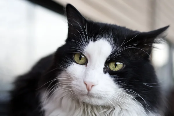 Schwarz-weiße Katze — Stockfoto