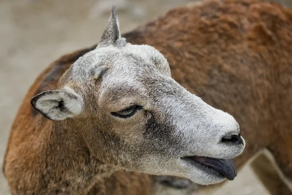 Mouflon切猪肉 — ストック写真