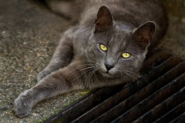 Grey cat with yellow eyes clipart