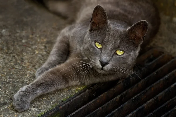 Gato cinzento com olhos amarelos — Fotografia de Stock