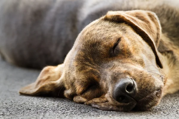 Спящая собака — стоковое фото