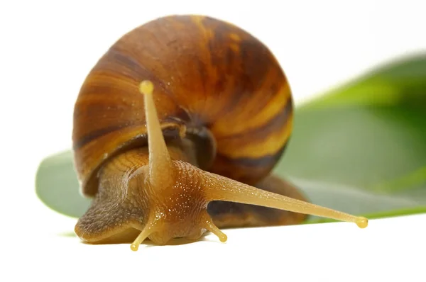 stock image Snail