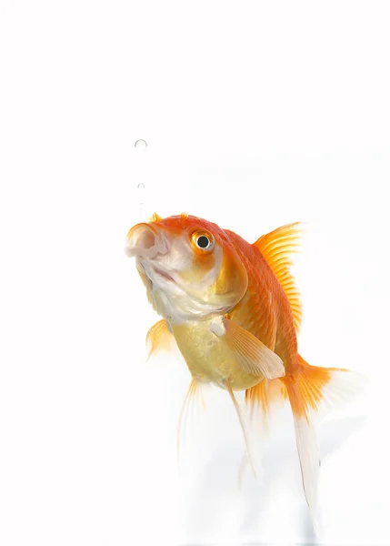 金魚 — ストック写真