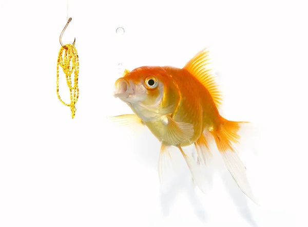 Goldfish and jewel — Stock Photo, Image