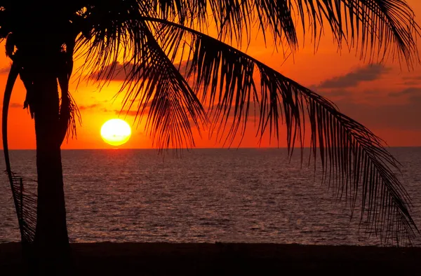 Sonnenuntergang in der Kokosnuss — Stockfoto