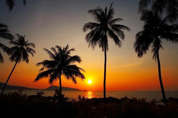 Sonnenuntergang in der Kokosnuss — Stockfoto