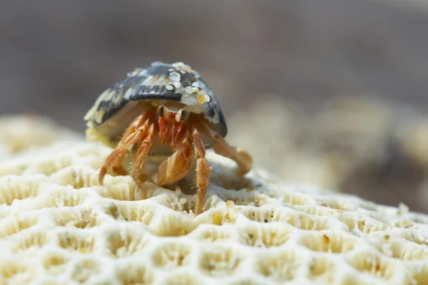 stock image Hermit crab