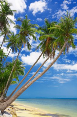 Ocean palms clipart