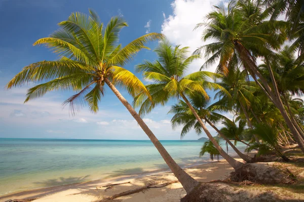 Palmen en oceaan — Stockfoto