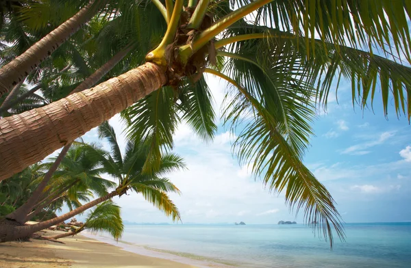 Paraíso del coco — Foto de Stock
