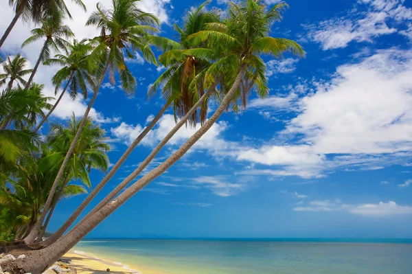 Tropic palms — Stock Photo, Image