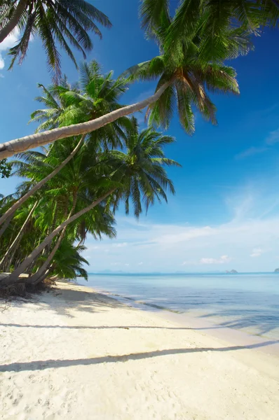 Morze palmy — Zdjęcie stockowe