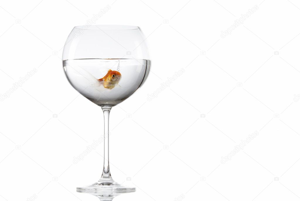 Goldfish on white