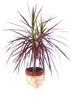 çiçek dracena marginata