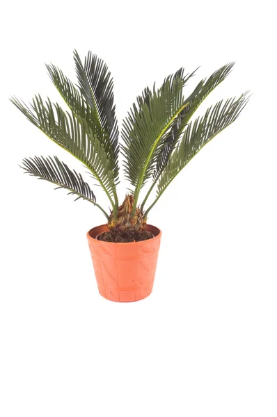 stock image Flower cycas revoluta