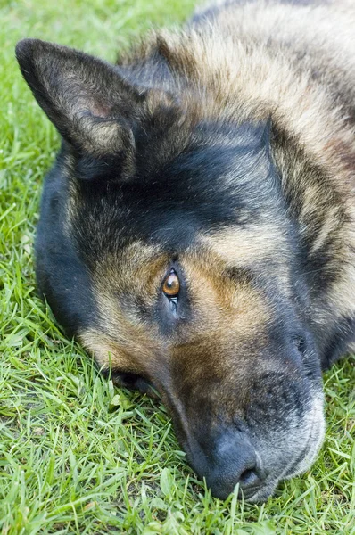 stock image Tired dog