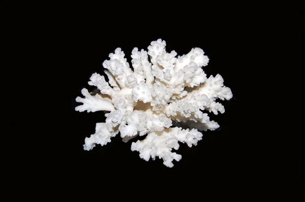 White coral — Stock Photo, Image
