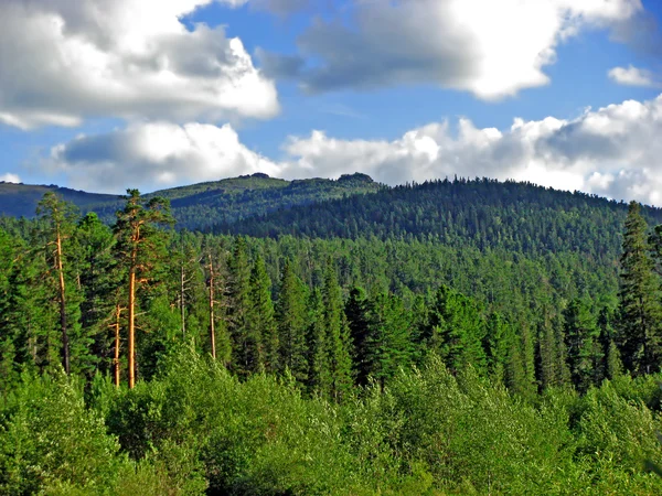 Górskie lasy — Zdjęcie stockowe