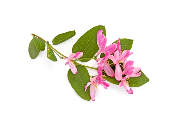 Flowering branch_1 — Stock Photo, Image