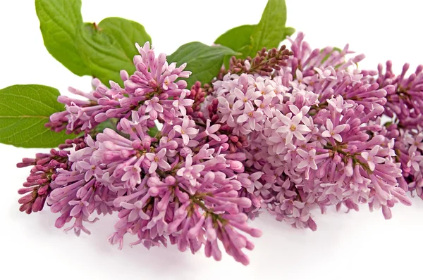 Lilac bud — Stock Photo, Image