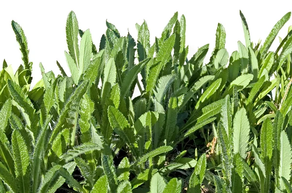 Folhas de papoilas escarlate — Fotografia de Stock
