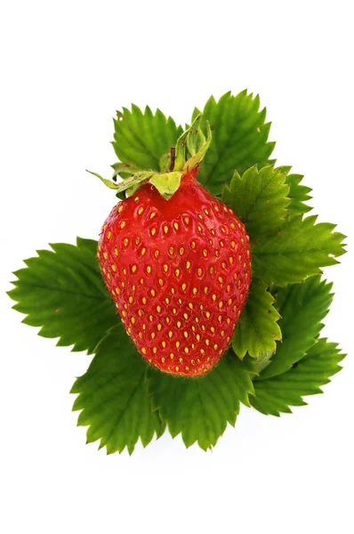 在绿色的树叶上的草莓 — 图库照片