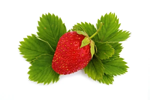 녹색 leaves_1에 딸기 — 스톡 사진